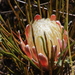 Protea scorzonerifolia - Photo (c) Tony Rebelo,  זכויות יוצרים חלקיות (CC BY-SA)