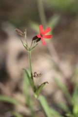 Silene virginica