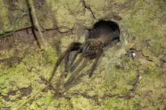 Selenocosmiinae
