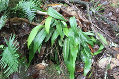 Stelis pachyglossa