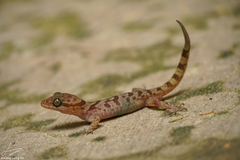 Cyrtodactylus cattienensis