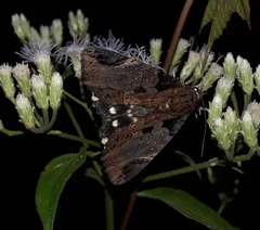 Ercheia