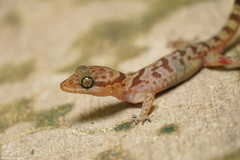 Cyrtodactylus cattienensis