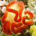 Sycozoa cerebriformis - Photo (c) Marine Explorer (Dr John Turnbull),  זכויות יוצרים חלקיות (CC BY-NC-SA)