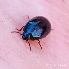 Platydema violacea