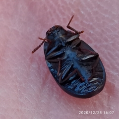 Platydema violacea