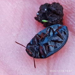 Platydema violacea