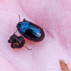 Platydema violacea