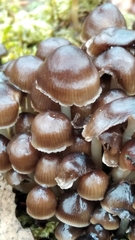 Mycena tintinnabulum