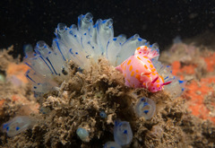 Clavelina australis