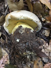 Caloboletus marshii