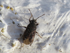 Stygnocoris