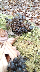 Mycena tintinnabulum