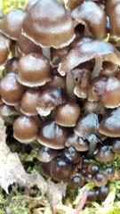 Mycena tintinnabulum