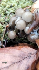 Mycena tintinnabulum