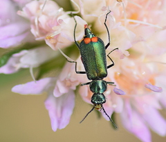 Malachius bipustulatus