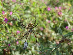 Argiope butchko