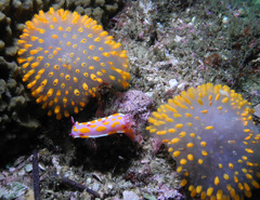 Polycitor giganteus