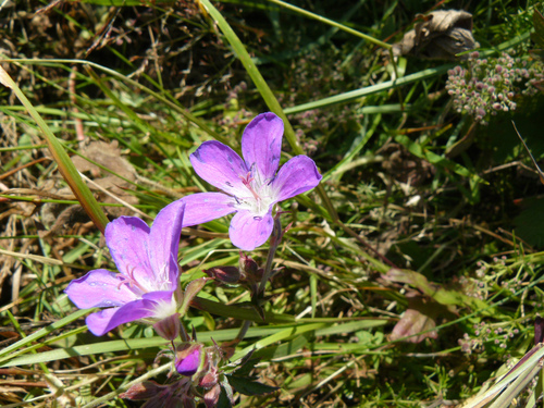 pakost lesný (Geranium sylvaticum)