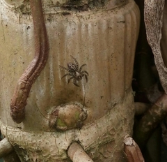 Asaphobelis physonychus