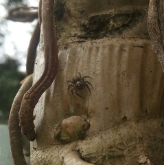 Asaphobelis physonychus