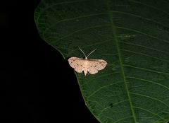 Pharambara splendida