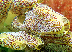 Botrylloides magnicoecus