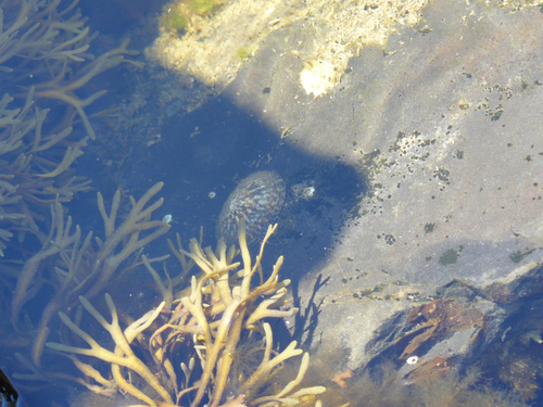 kužeľovka korytnačia (Testudinalia testudinalis)