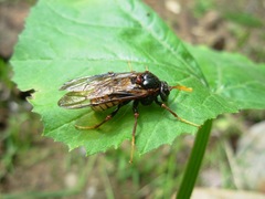 Cimbex americanus