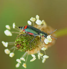 Malachius bipustulatus
