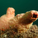 Styelidae - Photo (c) Marine Explorer (Dr John Turnbull), some rights reserved (CC BY-NC-SA)