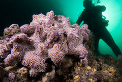 Botrylloid photo 2