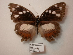 Aterica galene galene