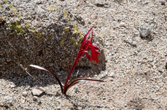 Zephyranthes graciliflora