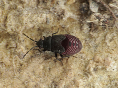 Stygnocoris
