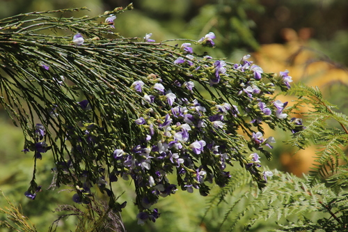 Image of Psoralea fleta by (c) Tony Rebelo, some rights reserved (CC BY-SA)