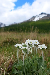 Primula magellanica