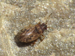 Stygnocoris