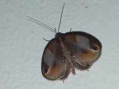 Cacyparis tenuipalpis