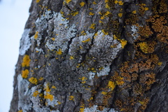 Capreolus