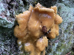 Gyromitra gigas