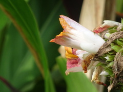 Costus lucanusianus