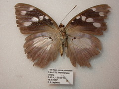Aterica galene galene