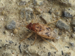Stygnocoris mandibularis
