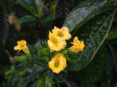 Strobilanthes crispa