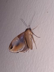 Cacyparis tenuipalpis