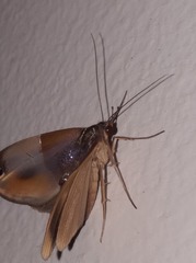 Cacyparis tenuipalpis