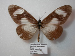 Acraea