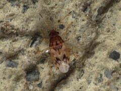 Stygnocoris mandibularis