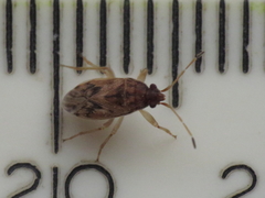 Stygnocoris mandibularis